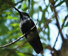 Image result for Anthracothorax Trochilidae
