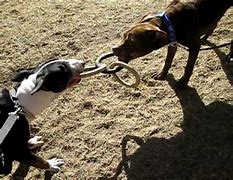Image result for Bull Terrier vs Pit Bull