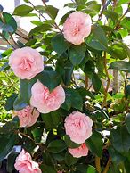 Image result for Debutante Pink Camellia Japonica