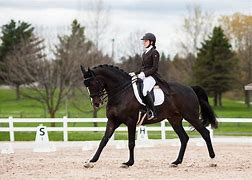 Image result for Dressage Movements