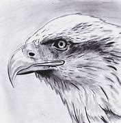 Image result for Eagle Sketch Jpg