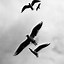Image result for iPhone Wallpaper Bird Montage