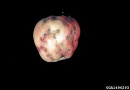 Image result for Red Spots On Apple Flesh