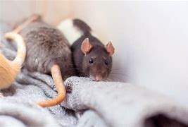 Image result for Rat with Long Tail