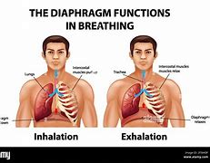Image result for Diaphragm during Inhalation