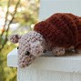 Image result for Armadillo Hat