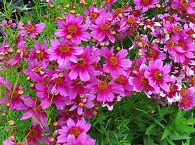 Image result for Coreopsis verticillata Ruby Red