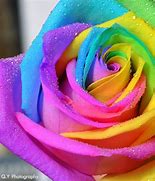 Image result for Beautiful Rainbow Roses