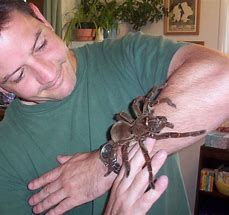 Image result for Biggest Spider in Texas
