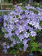 Image result for Clematis Blue Light