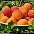 Image result for Apricot Vitamin C
