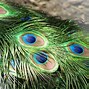 Image result for Wallpaper Free Feather