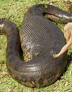 Image result for The World's Biggest Snake Alive