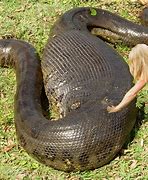 Image result for Python Anaconda Largest World Biggest Snake