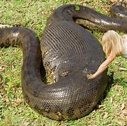 Image result for What Is the Biggest Bogger in the World
