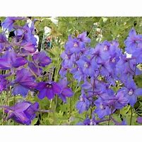 Delphinium Piccolo (Belladonna-Group) に対する画像結果