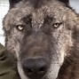 Image result for Biggest Wolf Ever