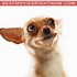 Image result for Funny Dog Movies