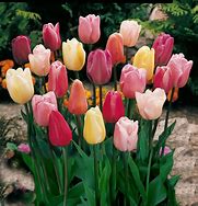 Image result for All Colors of Tulips
