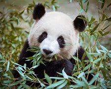 Image result for Panda Ate Bamboo