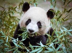 Image result for Giant Panda On a Bamboo Limb