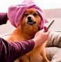 Image result for Companion Pets
