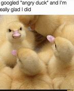 Image result for Crazy Duck Meme