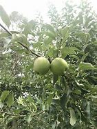 Image result for Apple NSW