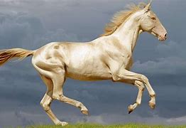 Image result for Akele Teke Horse