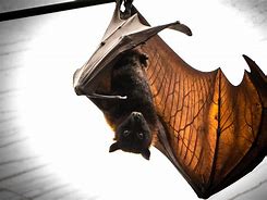 Image result for Bat Wings