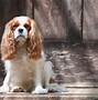 Image result for What Is a Cavalier