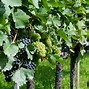 Image result for Grape Plant Pests