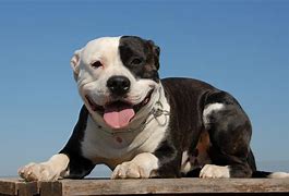 Image result for Pittbull Happy