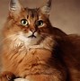 Image result for Red Cat Wallpaper