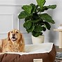 Image result for Coolest Dog Beds