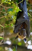 Image result for A Bat Landing