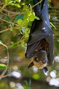Image result for Simple.c Cartoon Bat Hanging Upside Down