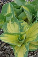Image result for Hosta Great Expectations