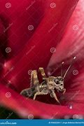 Image result for Fighter Cricket Insect
