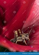 Image result for Cricket Insect