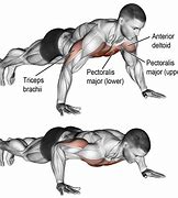 Image result for Push-Up Muscles Worked