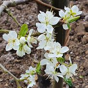 Image result for Prunus domestica Queen Victoria