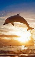 Image result for Dolphin Jumping Out of Water Meme