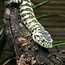 Image result for Abronia