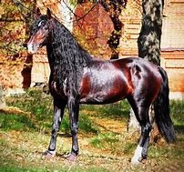 Image result for Thoroughbred Blood Bay Horse