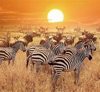 Image result for Kenya Safari Photos