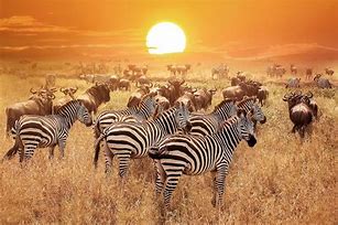 Image result for What Animals Are in Kenya