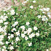 Image result for Potentilla fruticosa White Lady