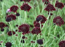 Image result for Scabiosa hybride Chile Black