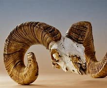 Image result for Ram Skull